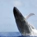 whale_humpback_h_00369_dom2416.jpg